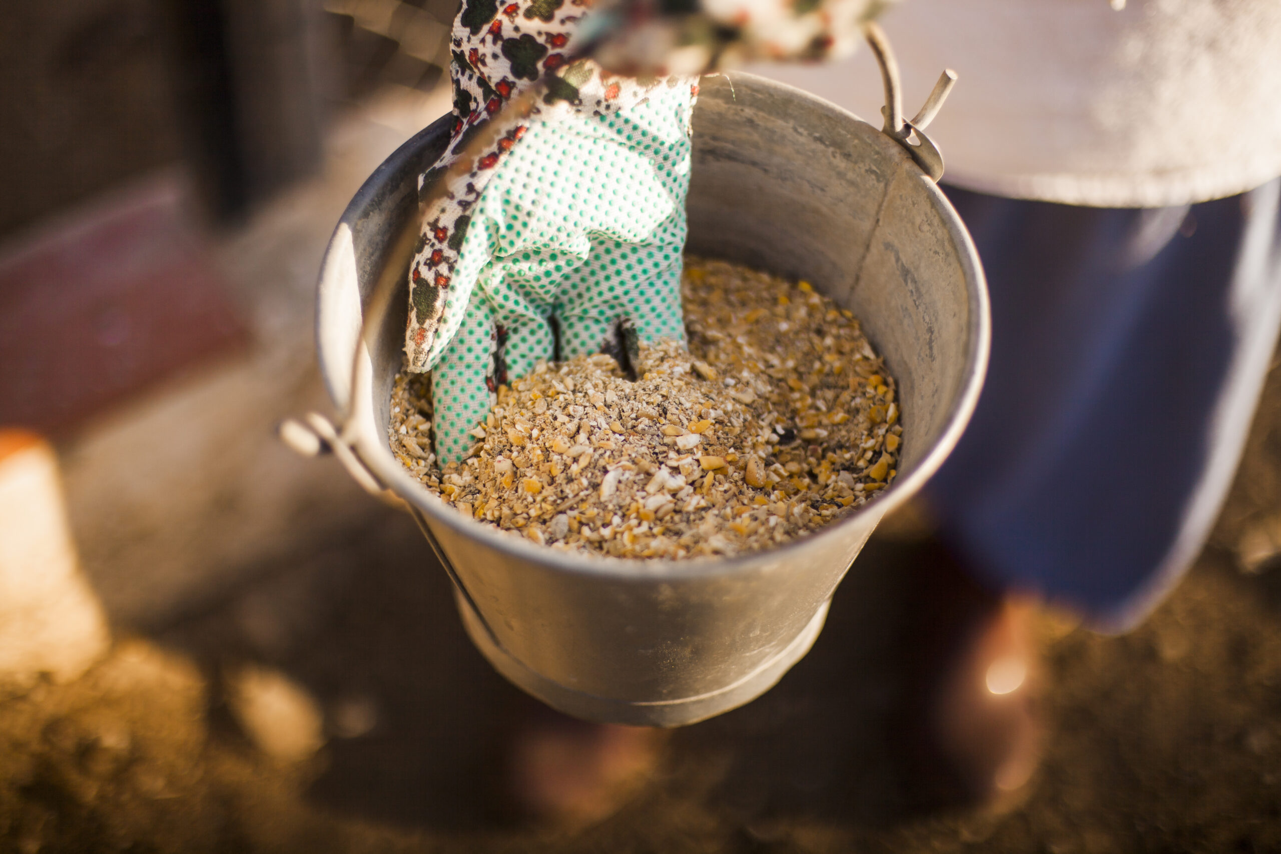 Cómo elegir un alimento balanceado de alta calidad para producción animal